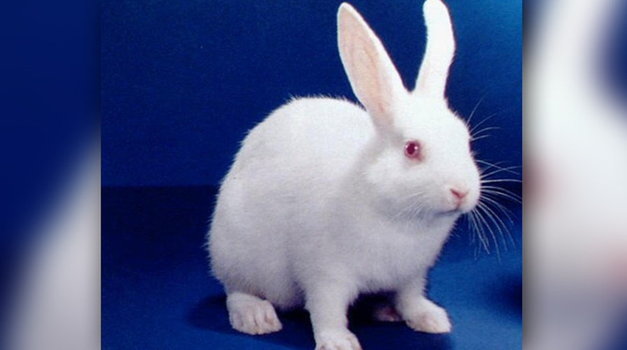 Radio host killed bunny on air?