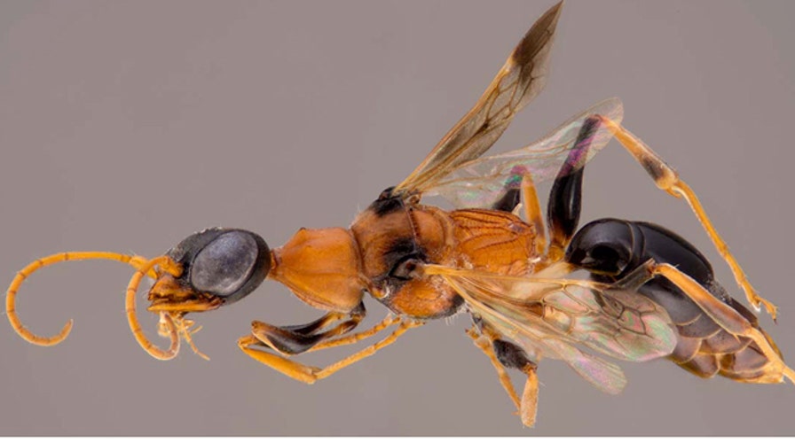 Soul-sucking wasp turns cockroaches into zombies
