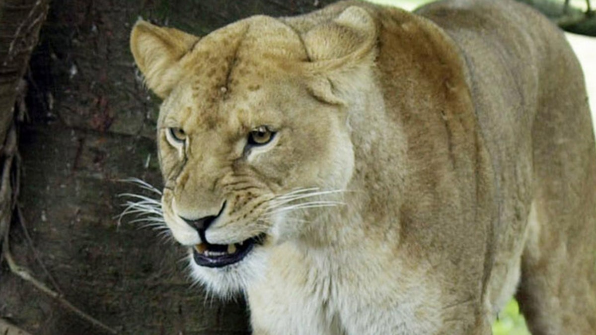 American woman killed in lion attack at South Africa animal park | Fox News