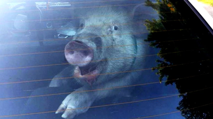 This little piggy goes to jail? Cops take pig into custody