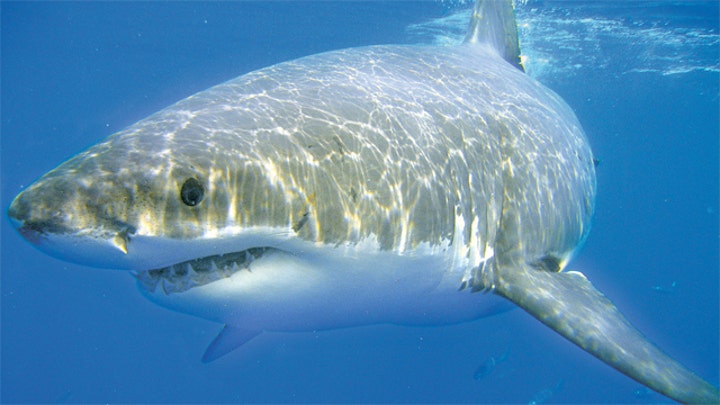 Researchers using GPS technology to track and study sharks 