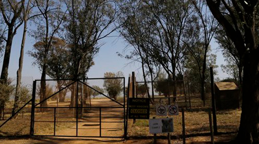 Big cat expert on deadly lion attack: 'Lesson unlearned'