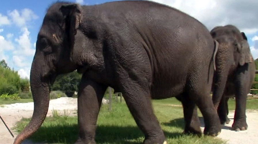 Animal sanctuary awaits elephants released by circus