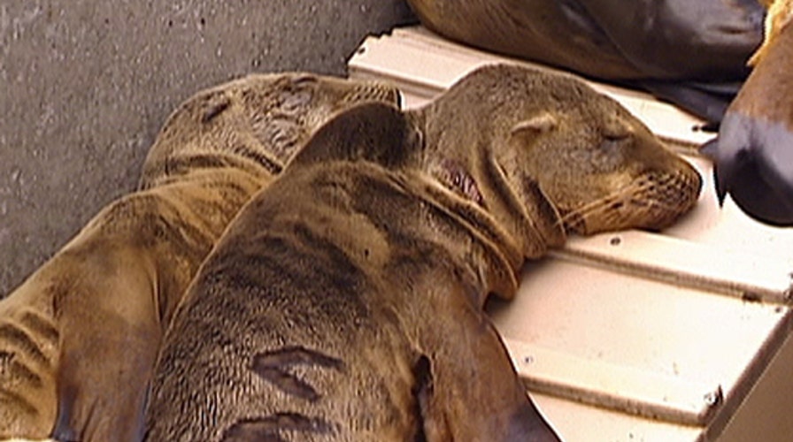 How Sea World is helping sea lions after oil spill