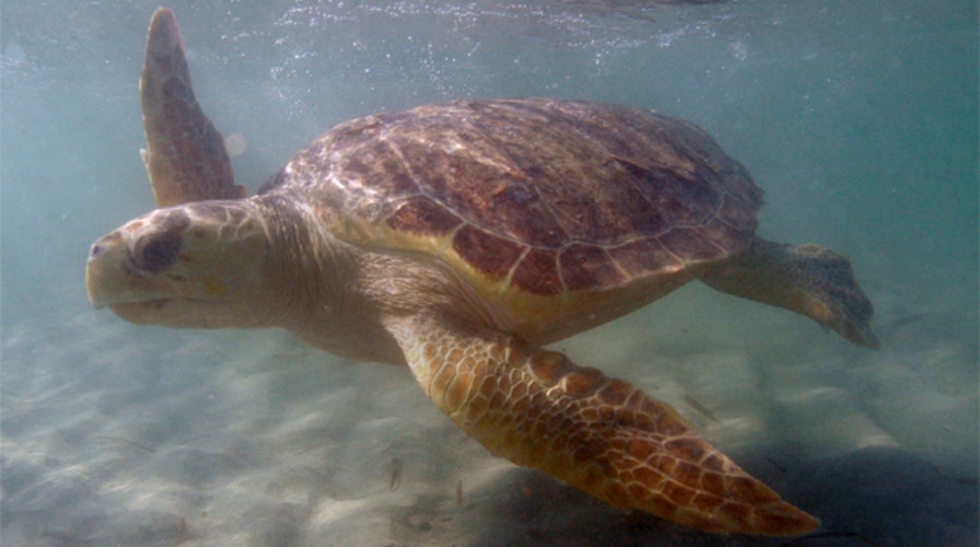 US Coast Guard rescues two trapped sea turtles