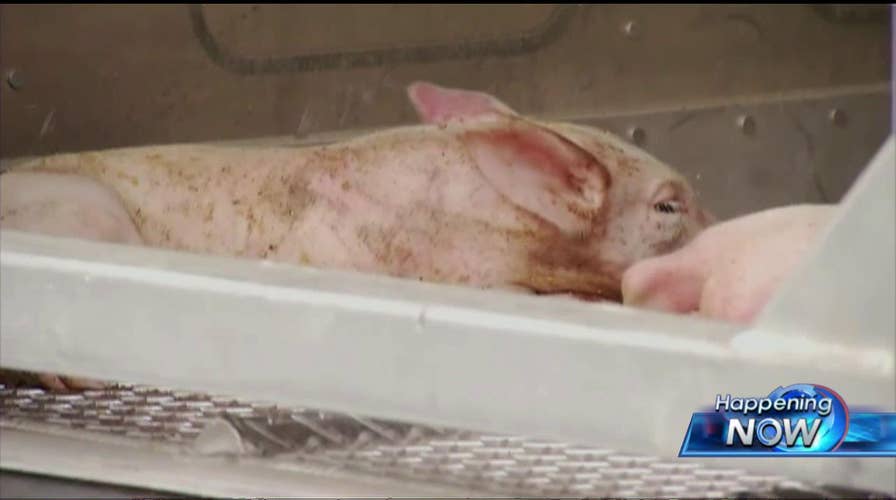 060915_pigs