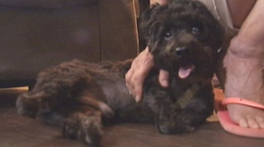 Plucky poodle to get prosthetic paws