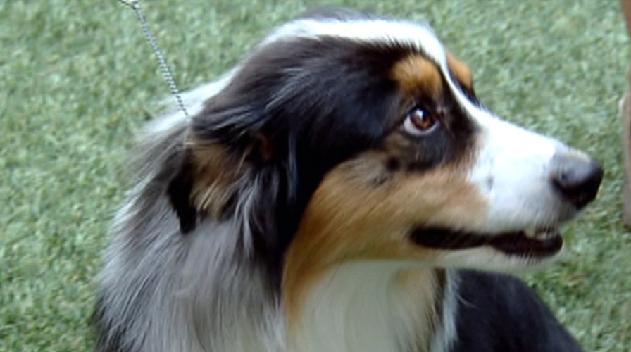 Fox Flash: Purebred pups