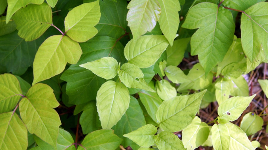 How to treat a poison ivy rash
