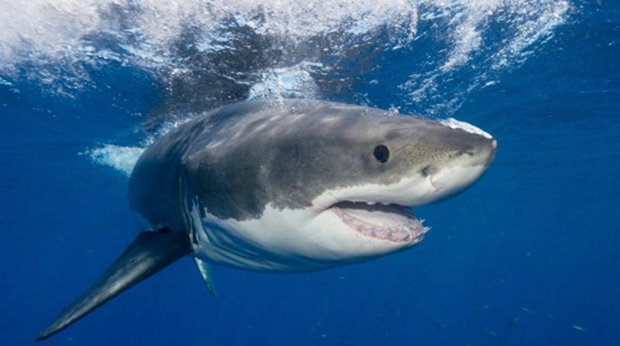 Why the spike in shark attacks and what do we do?