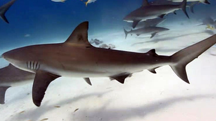 How to avoid shark attacks this Fourth of July