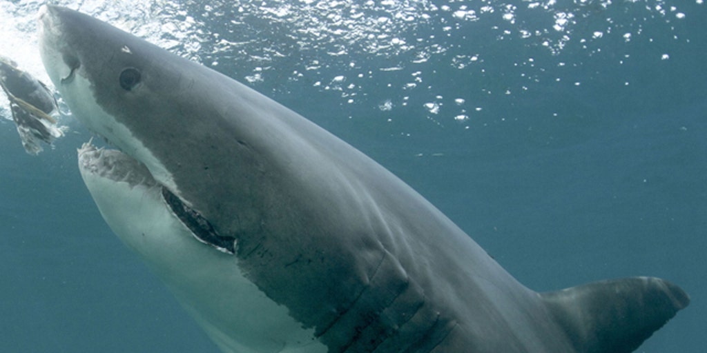 What can be done to slow down the shark attack surge? | Fox News Video