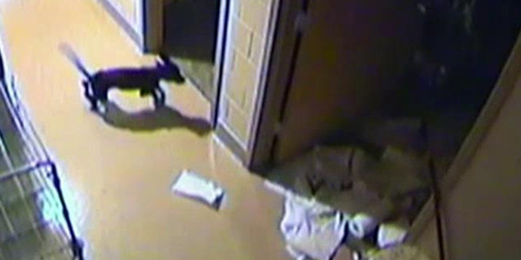 Playful puppy escapes kennel, runs amok at animal shelter Fox News Video