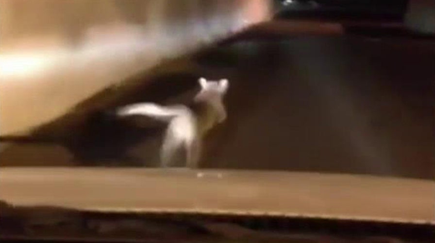 Cornered cougar lashes out at Oregon teens