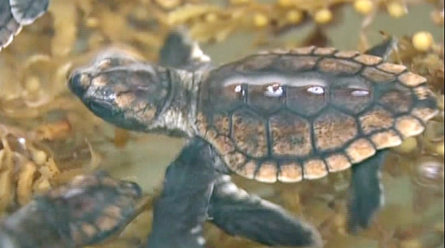 Hundreds of sea turtle hatchlings head out to sea
