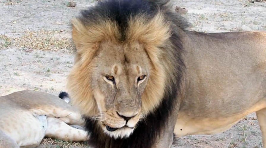 Minnesota dentist admits to killing Cecil the lion