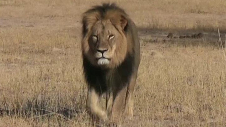 Who is at fault for the killing of Cecil the lion?