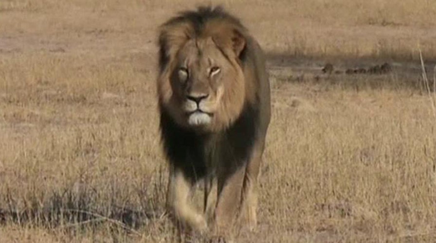 Who is at fault for the killing of Cecil the lion?