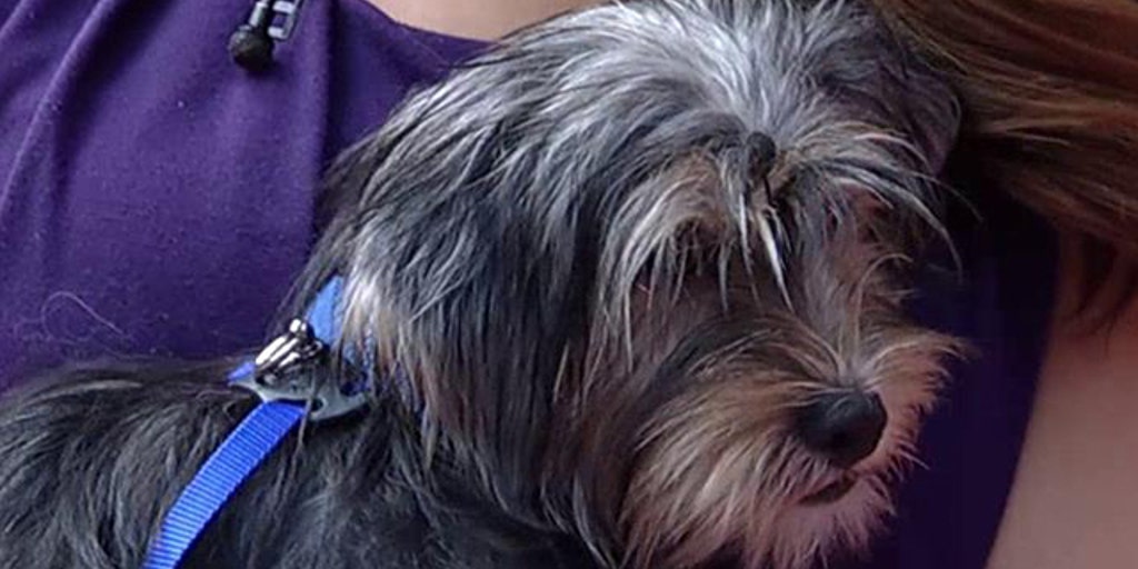 Tips to find the best dog for your family Fox News Video