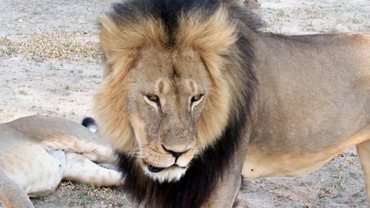 2nd American accused of illegally killing lion in Zimbabwe