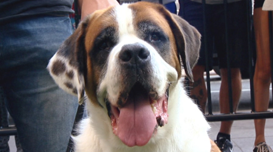 Science unlocks why dogs are so happy to see you