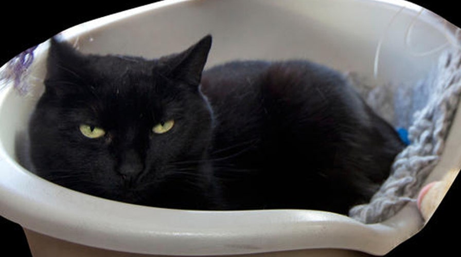 New addition to the 911 call hall of fame?