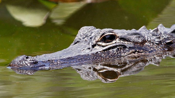 Alligator caught after attacking woman