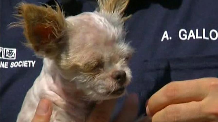 Dog saved by peanut butter?