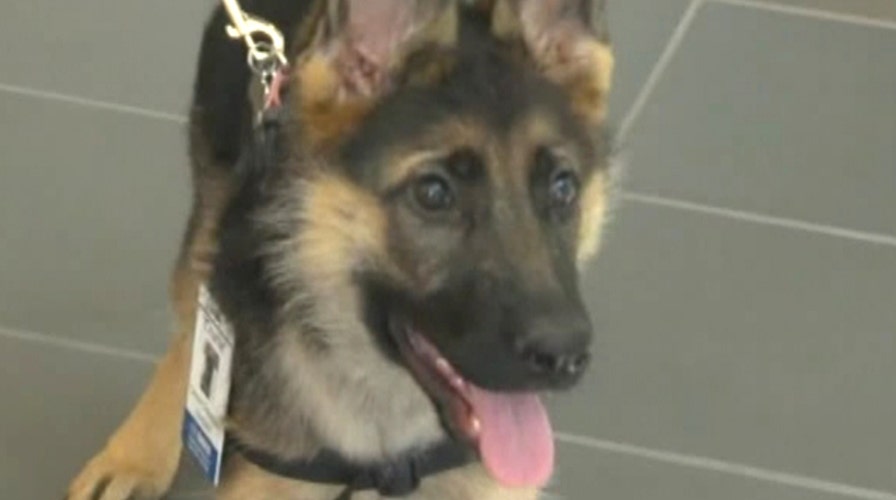 Remarkable dogs trained to sniff out cancer