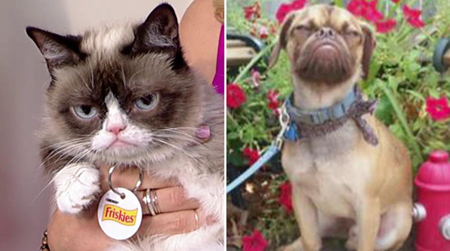 Fox Flash: Grumpy Cat vs. Grumpy Puppy