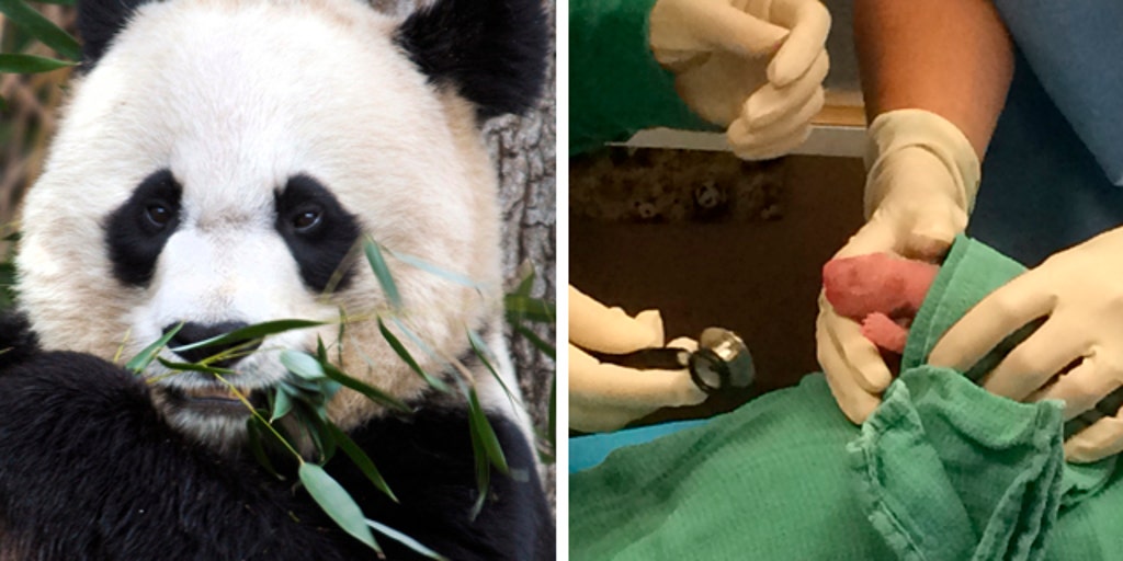 National Zoo Welcomes Two New Baby Pandas Fox News Video