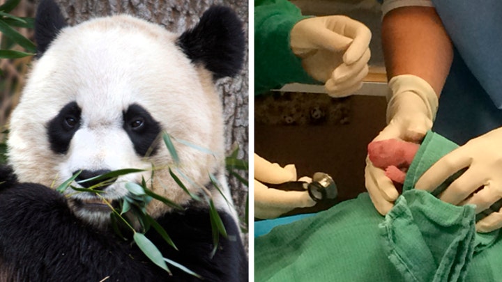 National Zoo welcomes two new baby pandas