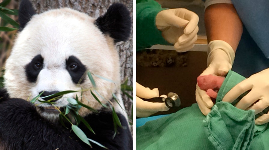 National Zoo welcomes two new baby pandas