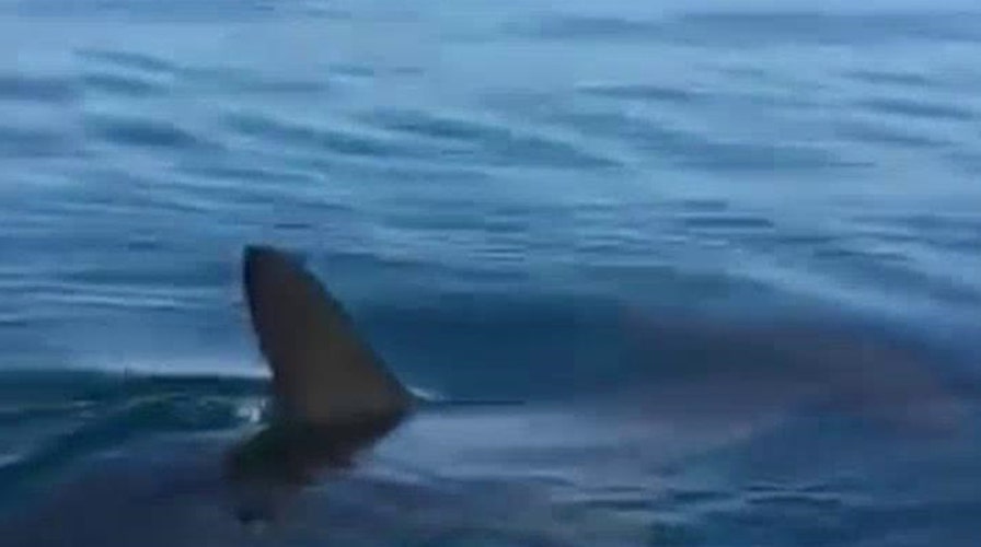 California beach closes after hammerhead shark sighting