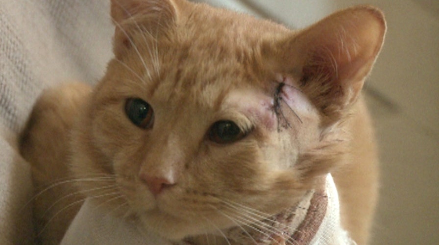 Hero cat takes bullet, saves kid