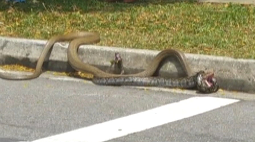 Python vs. cobra: Epic battle on Singapore street