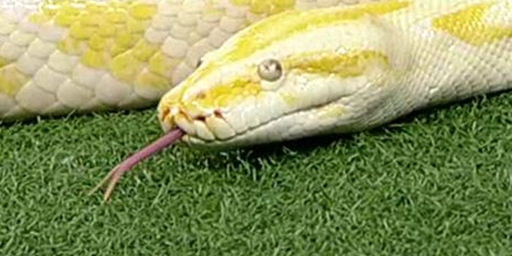 How scared should you really be of reptiles? Fox News Video