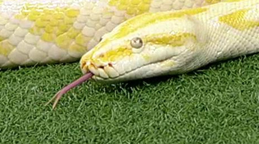 How scared should you really be of reptiles?