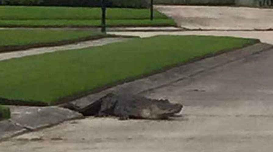 10-foot- alligator wanders through Louisiana neighborhood