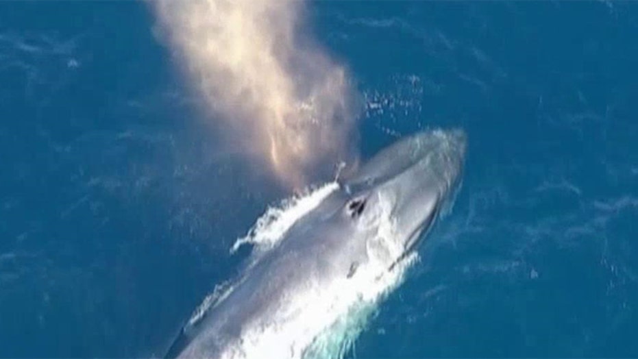 Blue Whale Tangled In Line Off Southern California Coast; Rescuers ...