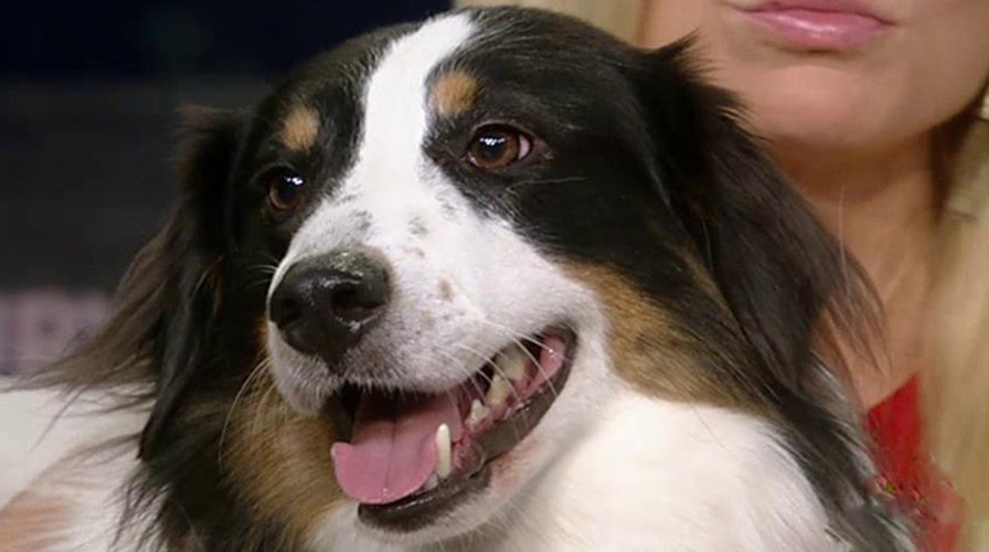 What you need to know if your dog consumes marijuana