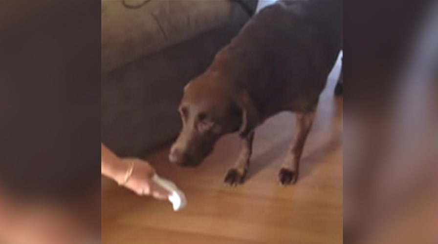 Kennedy's Topical Storm: Dog has the baby blues