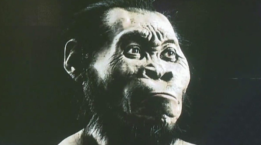 New species of human ancestor discovered in Africa