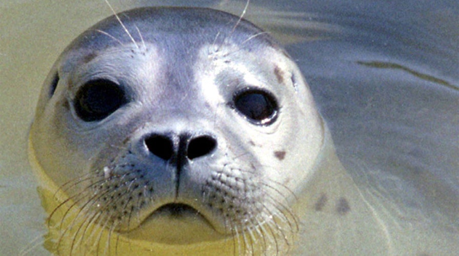 Animal attacks have swimmers on high alert in Oregon