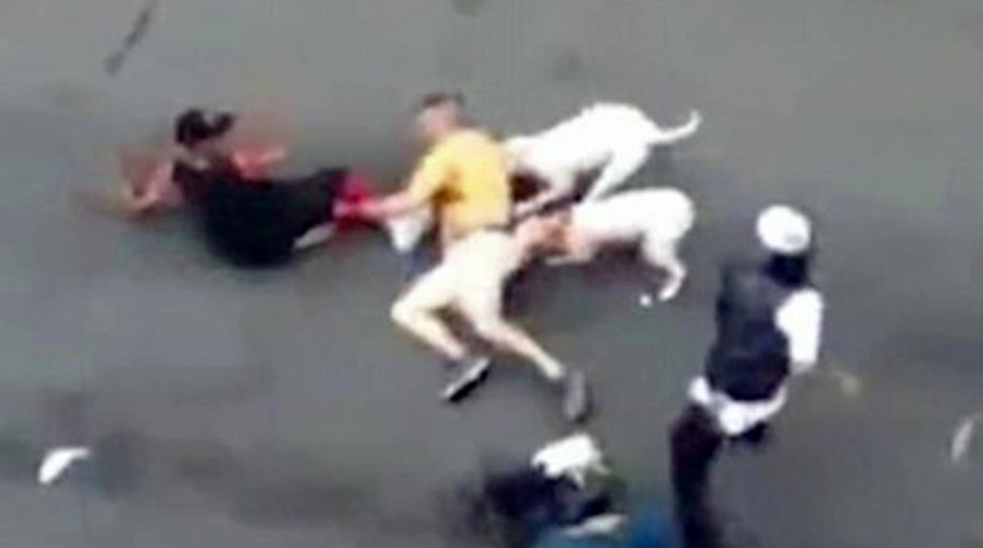Pit bulls nearly maul man to death on New York City street