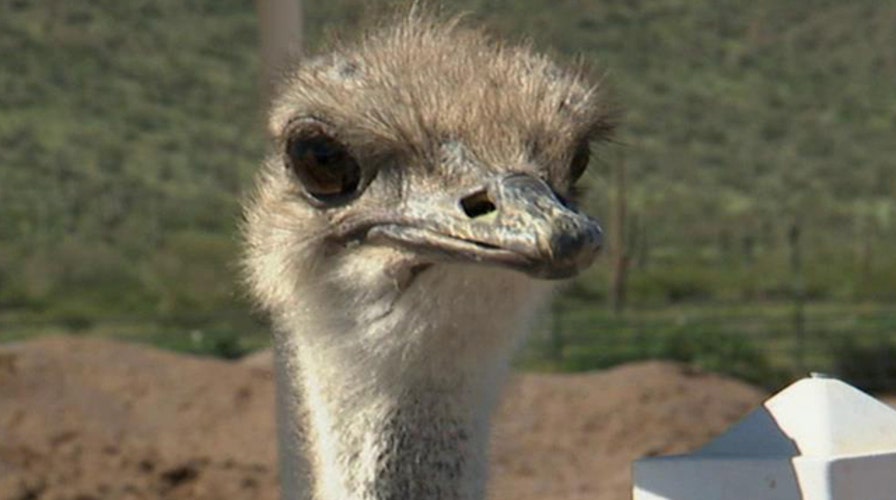 Road Trip:  Roadside Attraction Edition