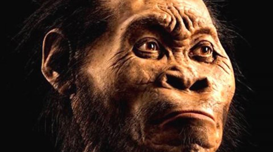 New species of human ancestor discovered in South Africa