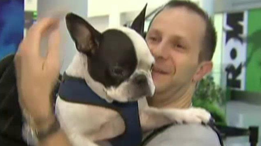 Pilot diverts flight to save dog's life