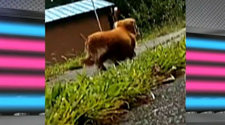 Kennedy's Topical Storm: Your Dog Doesn't Love You