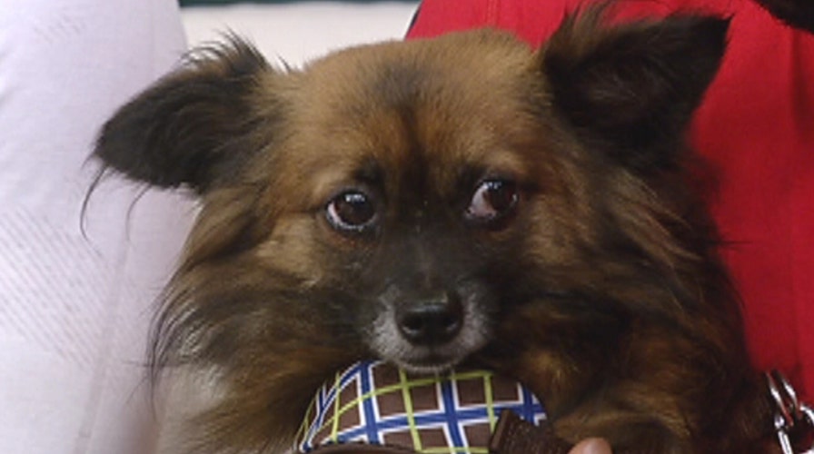 After the Show Show: Canines and CrossFit